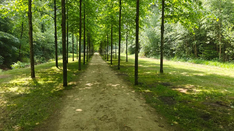 Beukenlaan op een van de landgoederen