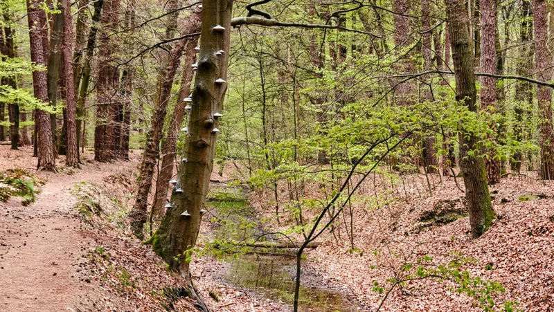 Bospaadje met hoge dennenbomen