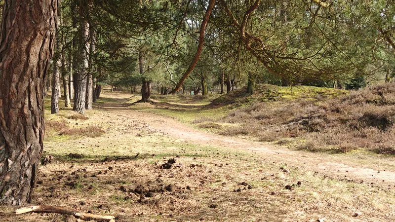 Bospad in het Drentsche Aa gebied