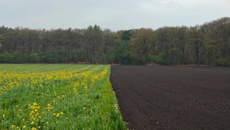 Bloeiende rand langs akker en bos