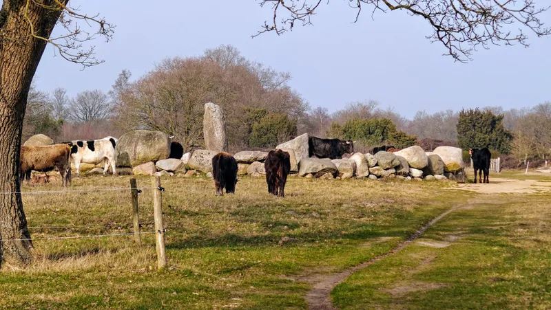 Bisons