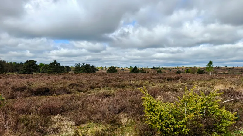 Glooiende paden over de heide