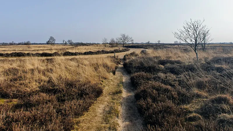 Heideveld in Drentsche Aa