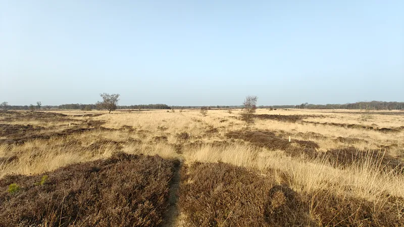 Heideveld in Drentsche Aa