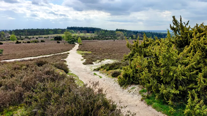 Detail van jeneverbes met groene bessen
