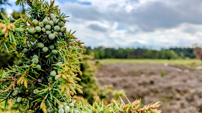 Jeneverbes met naalden en bessen van dichtbij