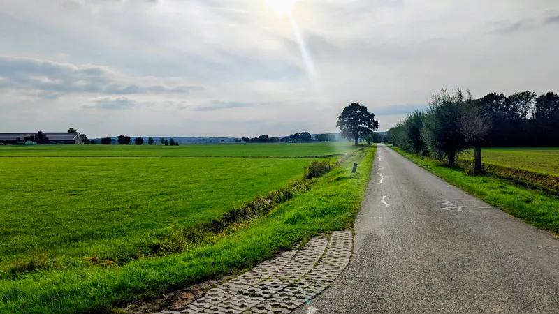 Een lange rechte weg langs knotwilgen, met aan de horizon de heuvels van Montferland