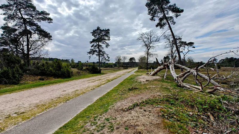 Open natuurgebied met heide en zand