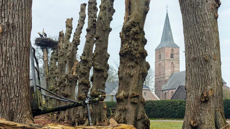 Ooievaar