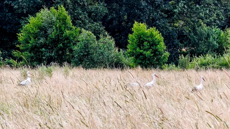 Ooievaars staand in het gras