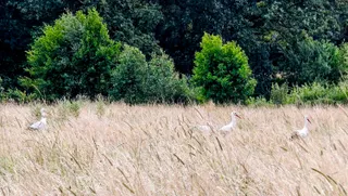 Ooievaars staand in het gras