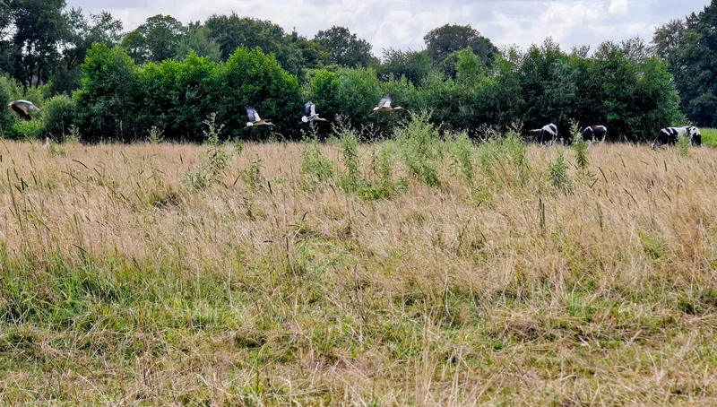 Ooievaars vliegen op zodra ze me opmerken