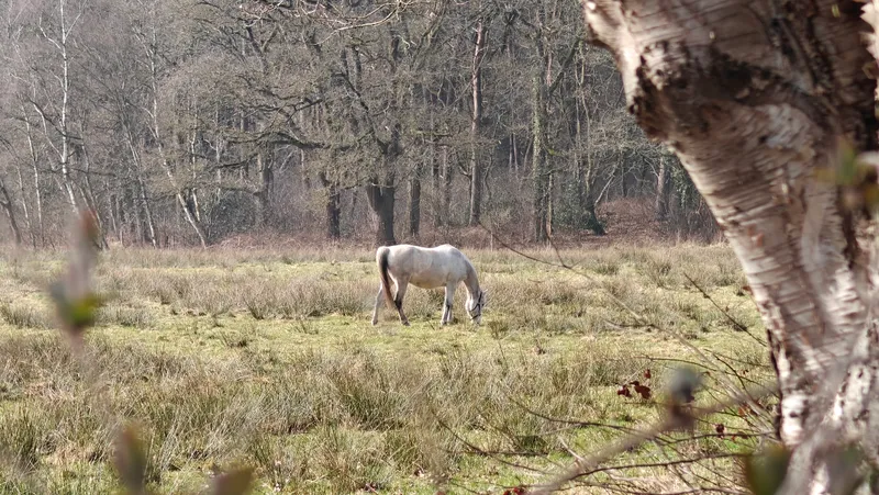 Paard op de heide