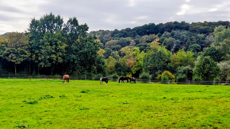Paarden in de wei, met de heuvel op de achtergrond