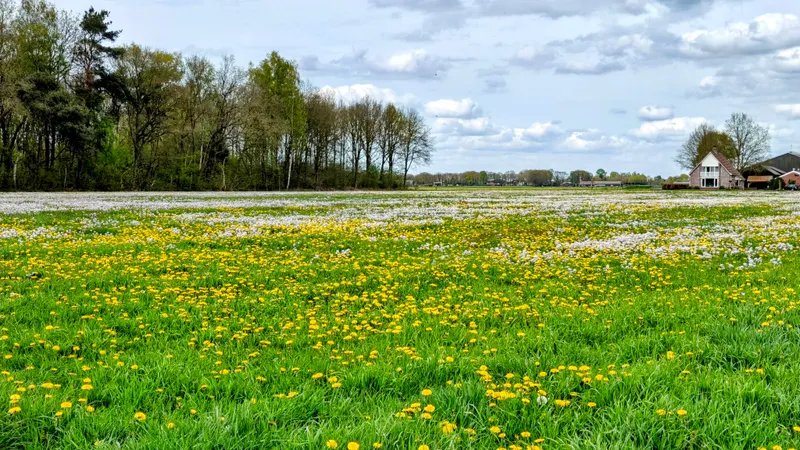 Paardenbloemen en pluis langs het Pieterpad