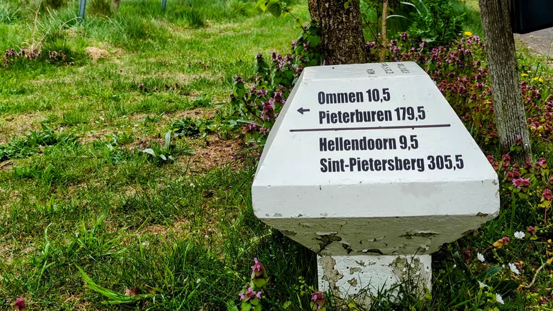 Paddestoel langs het bospaadje