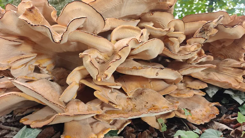 Close-up van de zwammen met vochtdruppels op de hoeden