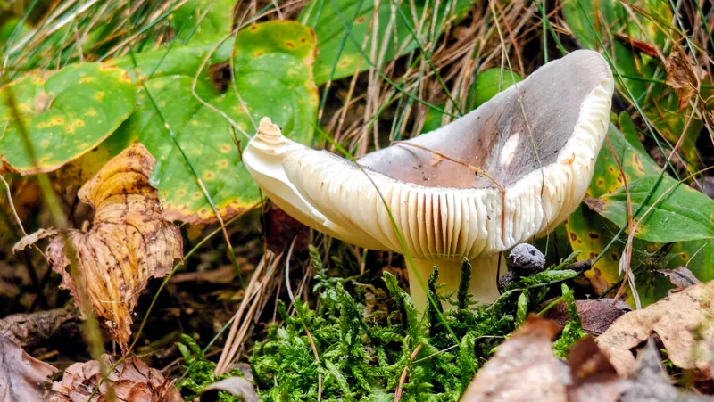 Een russula in het bos