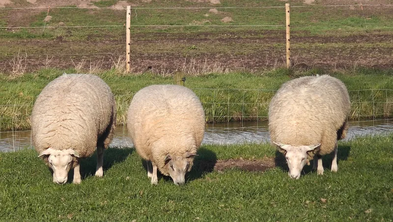 Schaapjes in het veld
