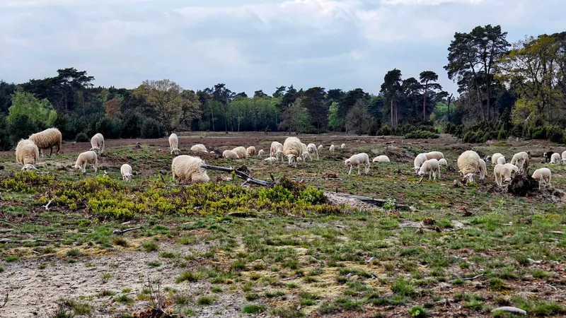 Schapen op een glooiend heideveld