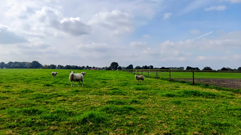 Schapen in de wei die nieuwsgierig terugkijken