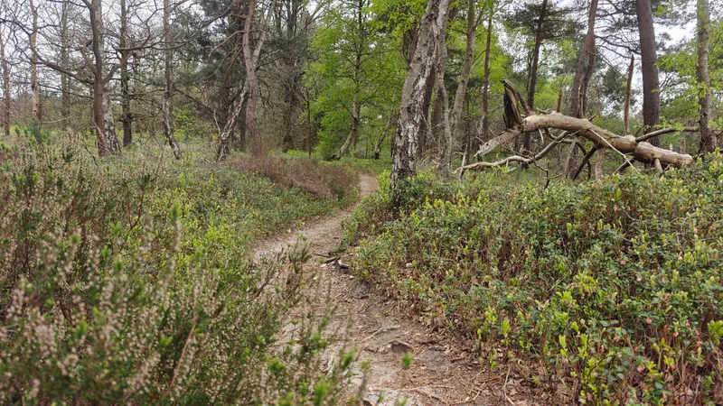 Prachtige singletrack tussen de vliegdennen
