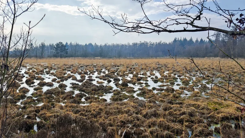 Swamp
