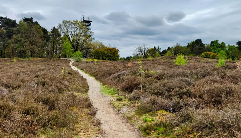 Uitkijktoren in het bos