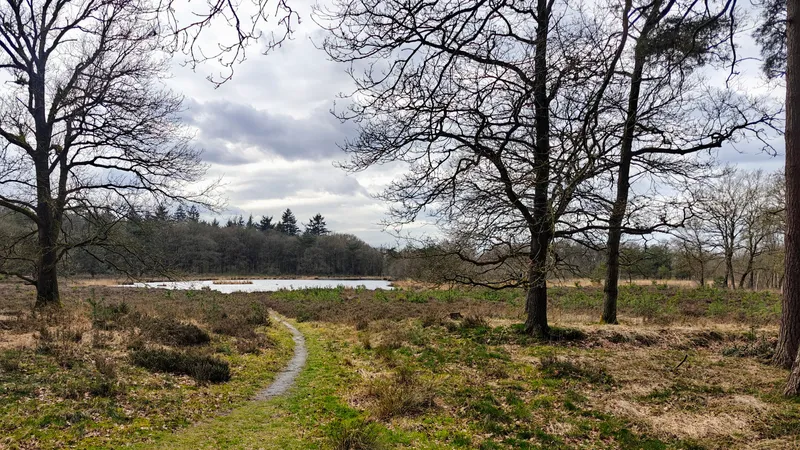 Ochtendlicht bij een ven