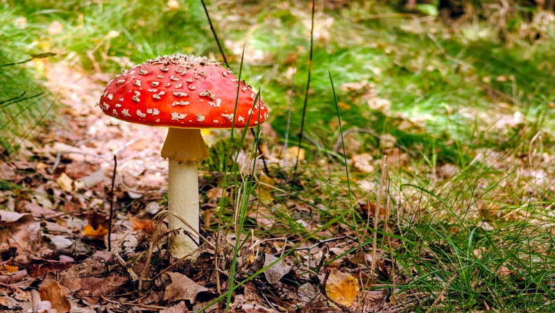 Een knalrode vliegenzwam tussen het blad