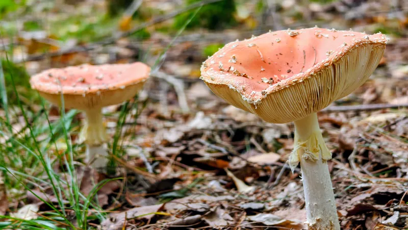 Vliegenzwammen in het bos