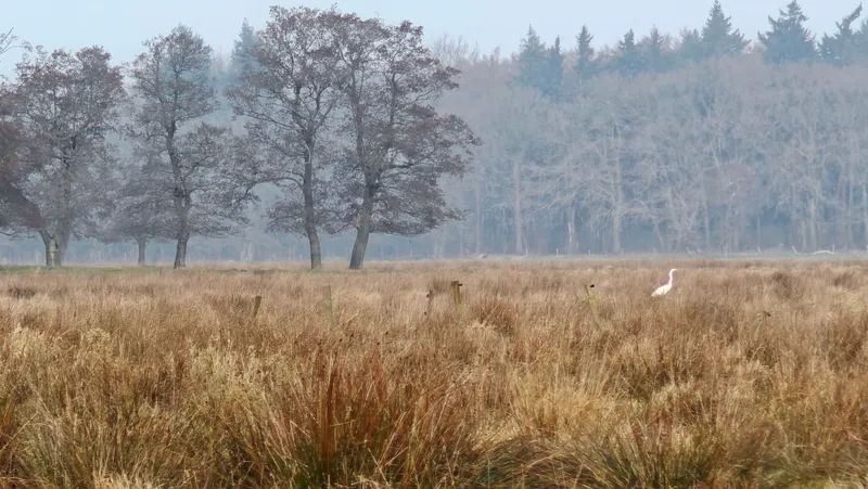 Witte reiger in het veld