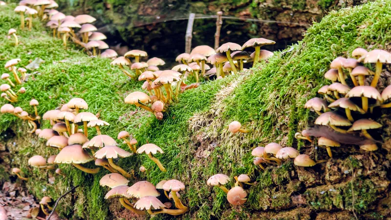 Paddenstoelen op een bemoste stam
