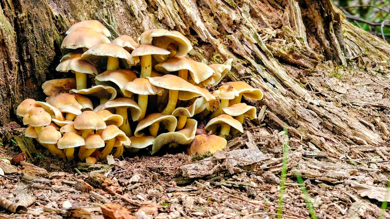 Een dikke bos zwavelkoppen aan de voet van een stronk